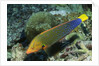 Yellowtail Coris-intermediate phase by Anonymous