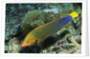 Yellowtail Coris-intermediate phase by Anonymous