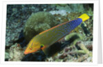 Yellowtail Coris-intermediate phase by Anonymous