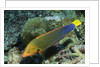 Yellowtail Coris-intermediate phase by Anonymous