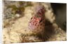 Pixy Hawkfish by Anonymous