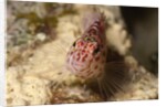 Pixy Hawkfish by Anonymous