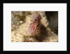 Pixy Hawkfish by Anonymous