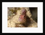 Pixy Hawkfish by Anonymous
