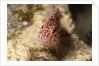 Pixy Hawkfish by Anonymous