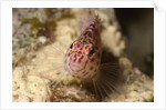 Pixy Hawkfish by Anonymous