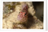 Pixy Hawkfish by Anonymous
