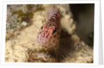 Pixy Hawkfish by Anonymous
