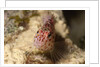 Pixy Hawkfish by Anonymous
