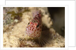 Pixy Hawkfish by Anonymous