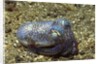 Berry's Bobtain Squid by Anonymous
