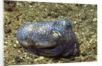 Berry's Bobtain Squid by Anonymous