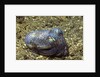 Berry's Bobtain Squid by Anonymous