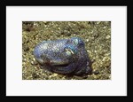 Berry's Bobtain Squid by Anonymous