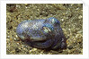 Berry's Bobtain Squid by Anonymous