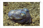 Berry's Bobtain Squid by Anonymous