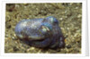 Berry's Bobtain Squid by Anonymous