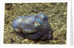 Berry's Bobtain Squid by Anonymous