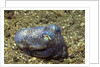 Berry's Bobtain Squid by Anonymous