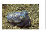 Berry's Bobtain Squid by Anonymous