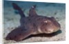 Horn Shark by Anonymous