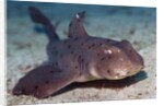 Horn Shark by Anonymous