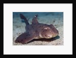 Horn Shark by Anonymous