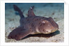 Horn Shark by Anonymous