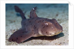 Horn Shark by Anonymous