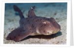 Horn Shark by Anonymous