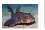 Horn Shark by Anonymous
