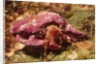 Hermit Crab by Anonymous