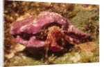 Hermit Crab by Anonymous