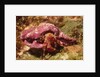 Hermit Crab by Anonymous
