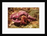 Hermit Crab by Anonymous