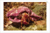Hermit Crab by Anonymous