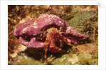 Hermit Crab by Anonymous