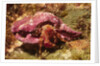 Hermit Crab by Anonymous