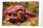 Hermit Crab by Anonymous
