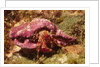 Hermit Crab by Anonymous