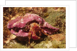 Hermit Crab by Anonymous