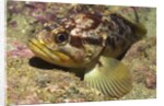 Grass Rockfish closeup by Anonymous