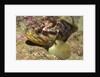 Grass Rockfish closeup by Anonymous