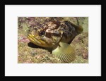 Grass Rockfish closeup by Anonymous