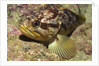 Grass Rockfish closeup by Anonymous