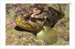 Grass Rockfish closeup by Anonymous