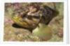 Grass Rockfish closeup by Anonymous