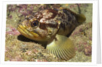 Grass Rockfish closeup by Anonymous