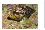 Grass Rockfish closeup by Anonymous
