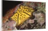 Chocolate Chip Star by Anonymous